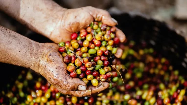 Üreticinin avuçlarında olgun kırmızı ve sarı kahve kirazları